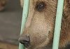 Brown bear who was ‘sentenced’ to time in a human jail has been freed to live in a zoo