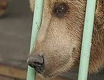 Brown bear who was ‘sentenced’ to time in a human jail has been freed to live in a zooÂ