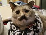 Mustachioed moggy named after Charlie Chaplin wows the internet with its purr-fect facial hairÂ