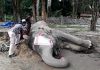 Rogue elephant dies in captivity after killing villagers