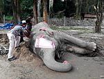 Rogue elephant dies in captivity after killing villagers