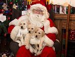 Santa Clause! Father Christmases at major stores including Hamleys are slapped with lists of rules