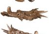 Wonky skull of Styracosaurus leads palaeontologists to question past identifications of species