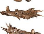 Wonky skull of Styracosaurus leads palaeontologists to question past identifications of species