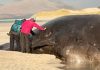 Environmental experts plead with sightseers to stay away from a 50ft washed-up sperm whale