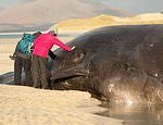 Environmental experts plead with sightseers to stay away from a 50ft washed-up sperm whale