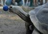 Giant tortoises can perform tasks and will remember their training almost a decade later