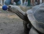 Giant tortoises can perform tasks and will remember their training almost a decade later
