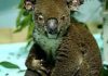 Horrific photos and footage lay bare the devastating impact of Australia’s bushfire crisis on koalas