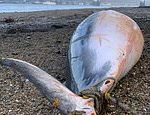 Minke whale washed up underneath London’s Battersea Bridge is third to die in Thames in two months