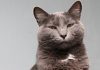 Scientists claim cats DO have facial expressions but most humans are really bad at reading them