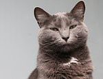 Scientists claim cats DO have facial expressions but most humans are really bad at reading themÂ