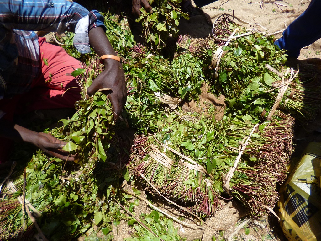 DAAWO:-Ganacsatada qaadka oo sheegay inay joojiyeen Qaadka Kenya