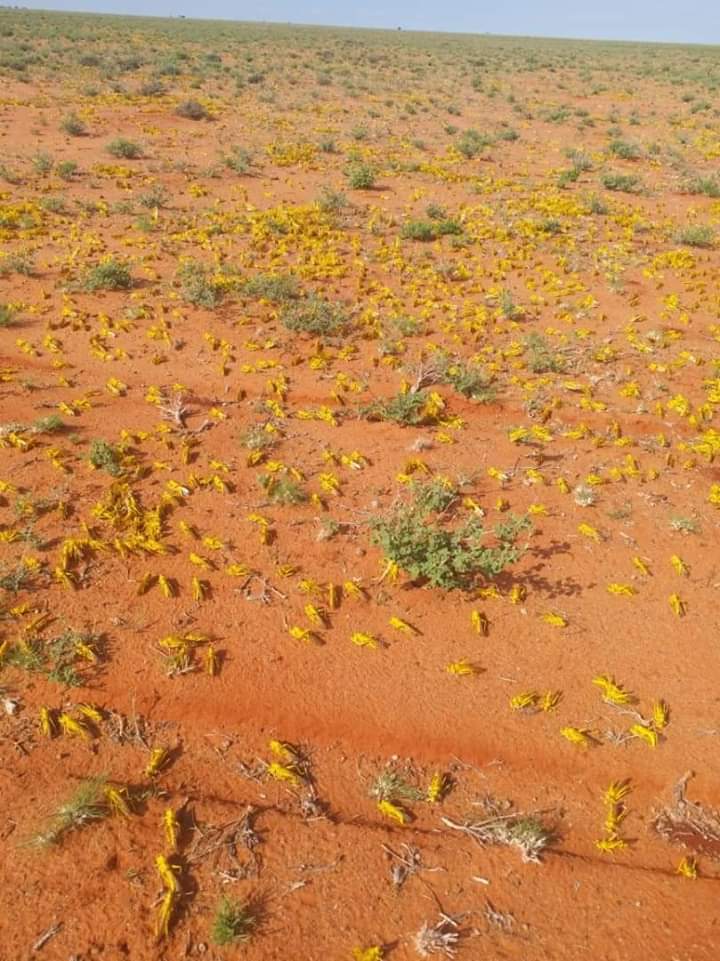 SAWIRRO:- Ayaxii ugu badnaa oo la Wareegay Degaano ka Tirsan Galmudug