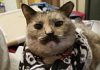 Mustachioed moggy named after Charlie Chaplin wows the internet with its purr-fect facial hair