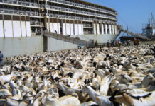 Doon xoolo badan siday oo ka baxday Berbera oo ku gubatay Hormuz.